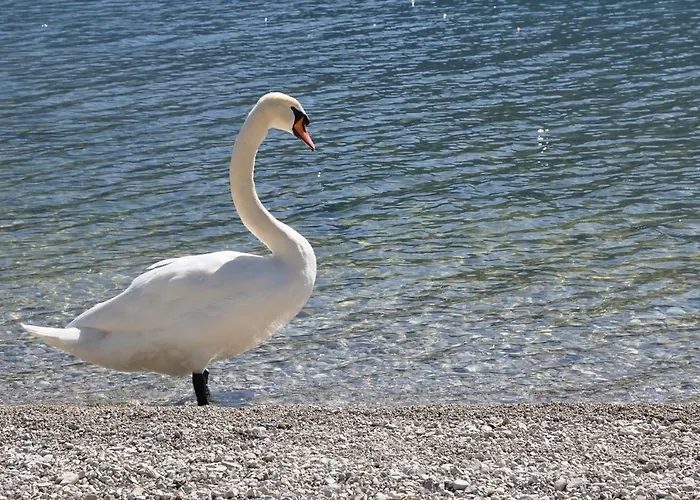 Daniel House Apartament